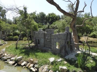 Ara de Buffon - 2017