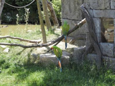 Ara de Buffon - 2017