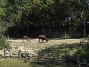 Alpaga - Tapir terrestre