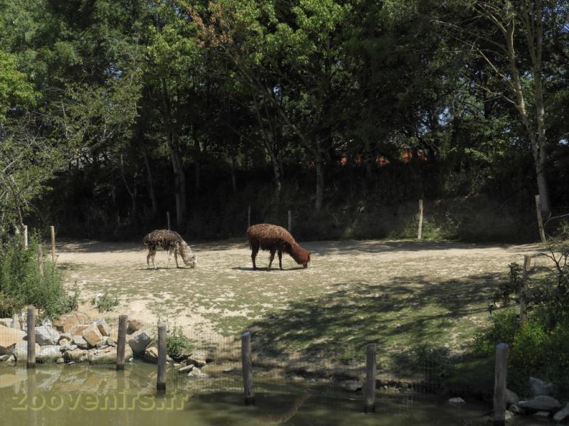 Alpaga - Tapir terrestre