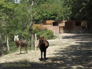 Alpaga - Tapir terrestre
