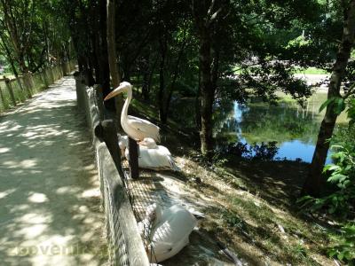 Pélican blanc - 2017