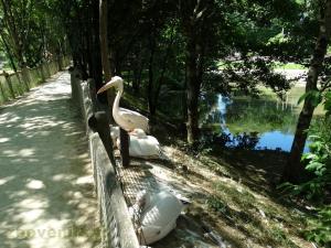 Pélican blanc