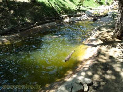 Loutre à pelage lisse - 2017