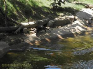 Loutre à pelage lisse
