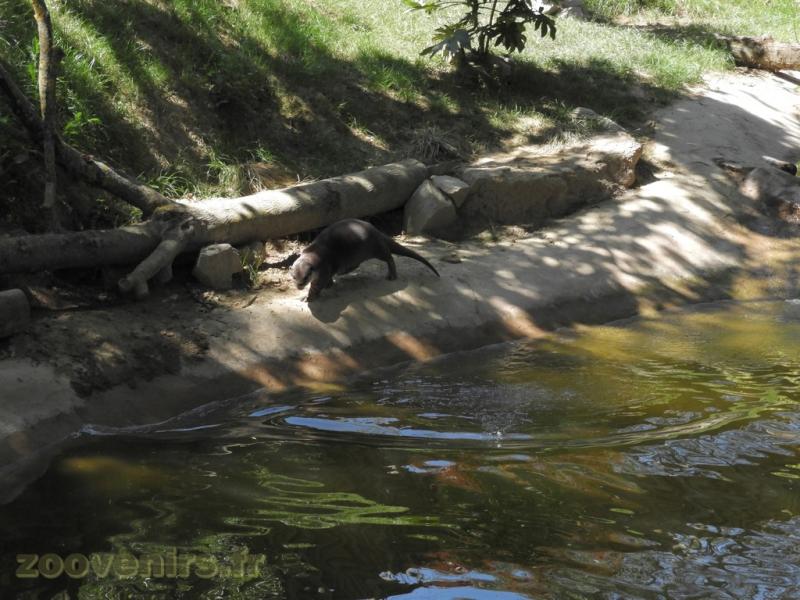 Loutre à pelage lisse