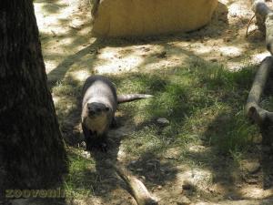 Loutre à pelage lisse 