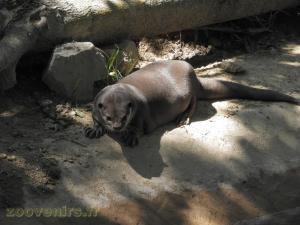 Loutre à pelage lisse 