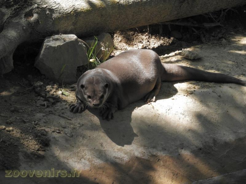 Loutre à pelage lisse 