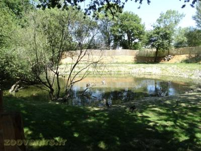 Pélican à bec tacheté - 2017