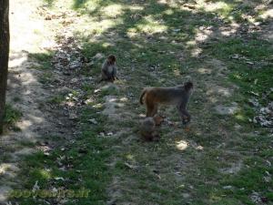 Macaque rhésus 