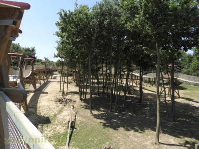 Macaque rhésus - 2017