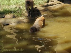 Macaque rhésus