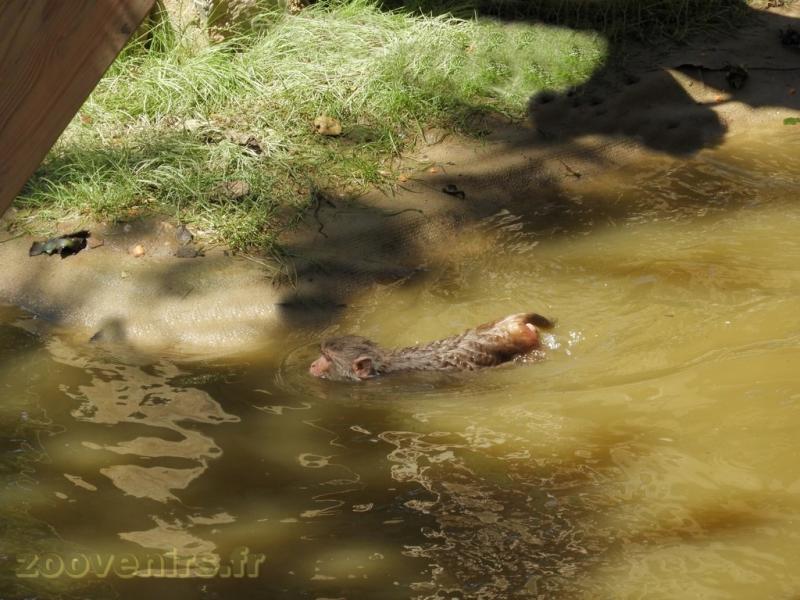 Macaque rhésus