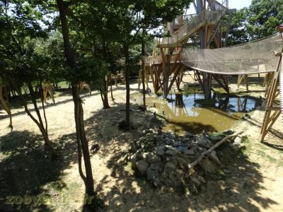 Macaque rhésus - Porc du Vietnam - 2017