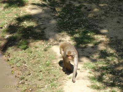 Macaque rhésus - 2017