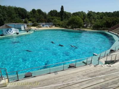 Grand dauphin - 2017