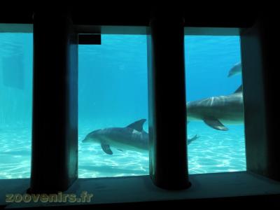 Grand dauphin - 2017