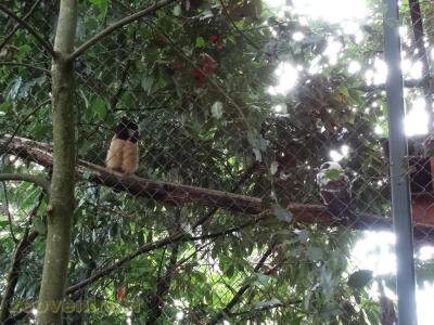 Chouette à lunettes