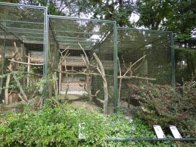 Ara de Illiger - Ara macavouanne