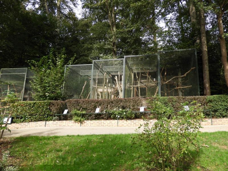 Cacatoès