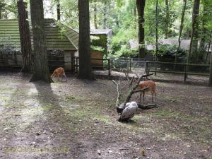 Sitatunga - Vautour