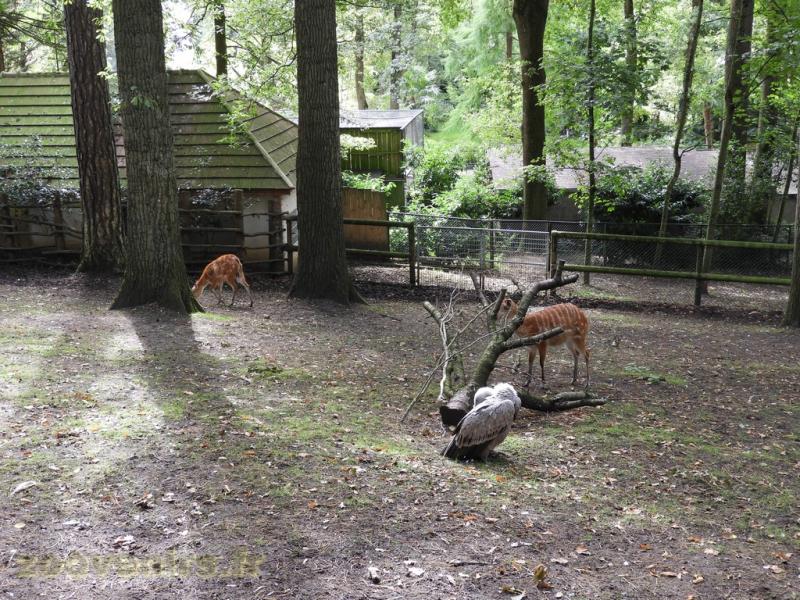 Sitatunga - Vautour