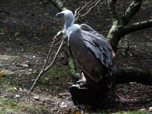 Vautour