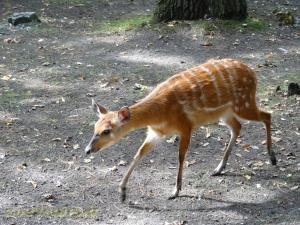 Sitatunga