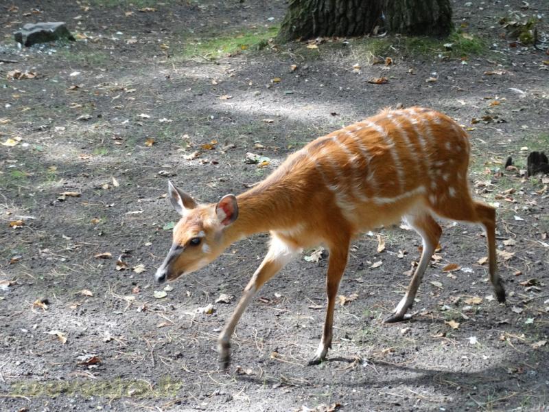 Sitatunga