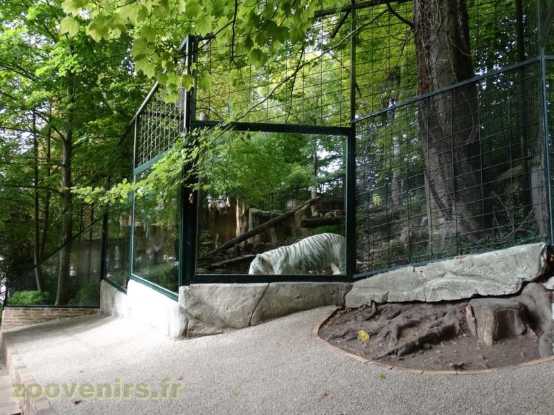Tigre blanc