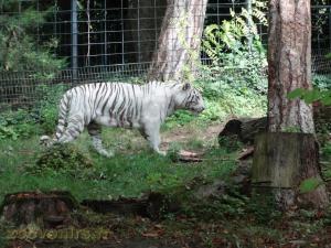 Tigre blanc