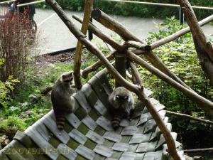 Raton-laveur