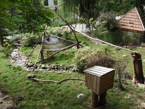 Raton-laveur