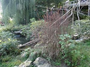 Loutre d'Asie