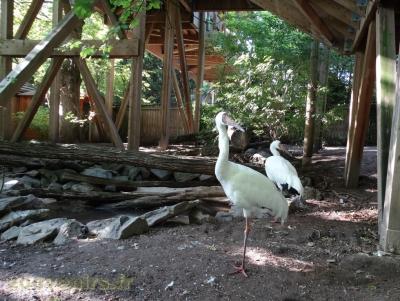 Grue de Sibérie - Kamichi à collier