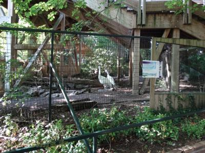 Grue de Sibérie - Kamichi à collier