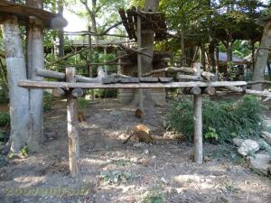 Coati roux
