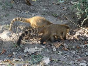 Coati roux