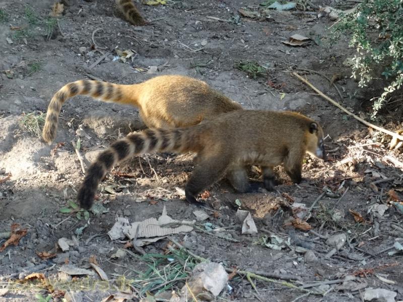 Coati roux