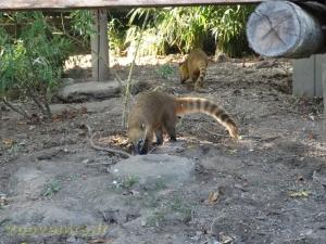 Coati roux