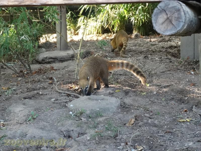 Coati roux