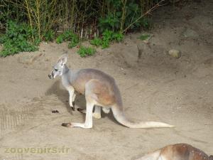 Kangourou roux
