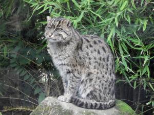 Chat pécheur