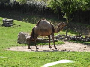 Dromadaire