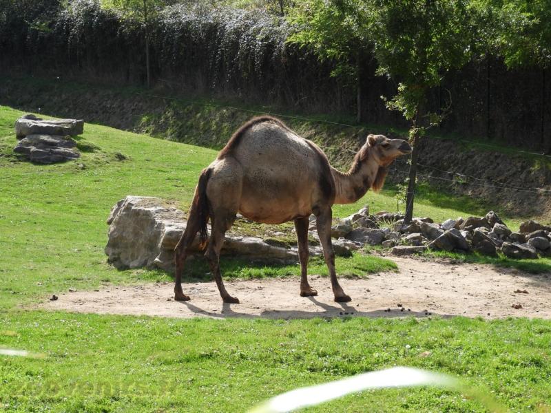 Dromadaire
