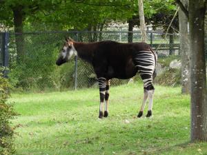 Okapi