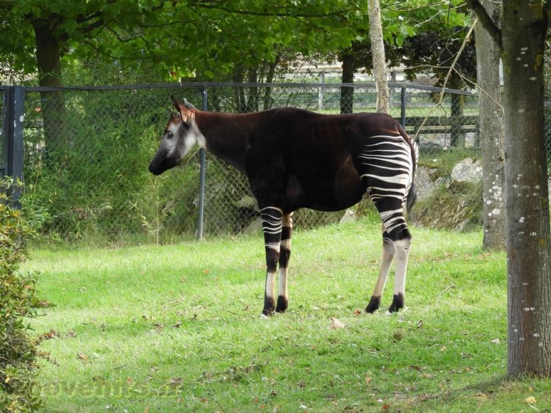 Okapi