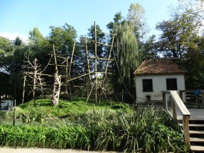 Capucin à poitrine jaune