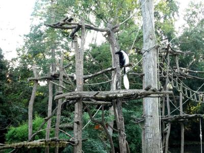 Colobe guéréza - 2017